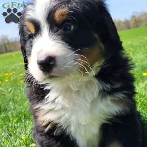 SAMSON, Bernese Mountain Dog Puppy