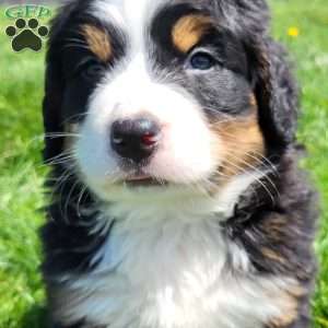 SAMSON, Bernese Mountain Dog Puppy