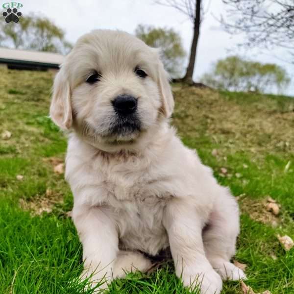 Molly, Golden Retriever Puppy