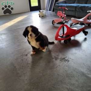 Huckelberry, Bernese Mountain Dog Puppy