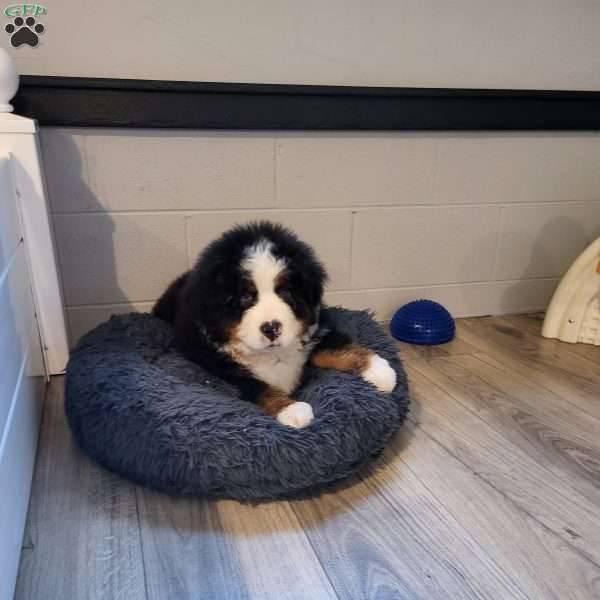 Huckelberry, Bernese Mountain Dog Puppy