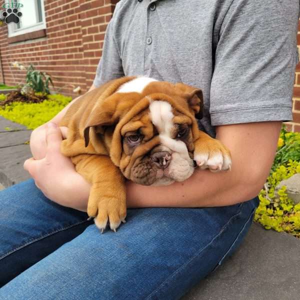 Rusty, English Bulldog Puppy
