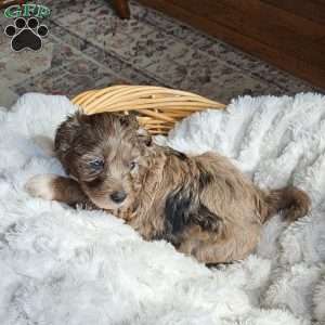 Skye F1B, Mini Aussiedoodle Puppy