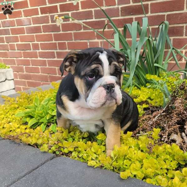 Onyx, English Bulldog Puppy