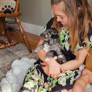 River F1B, Mini Aussiedoodle Puppy