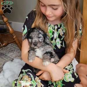 River F1B, Mini Aussiedoodle Puppy