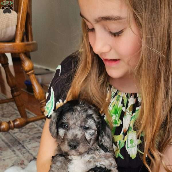 River F1B, Mini Aussiedoodle Puppy