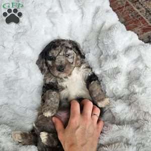 River F1B, Mini Aussiedoodle Puppy