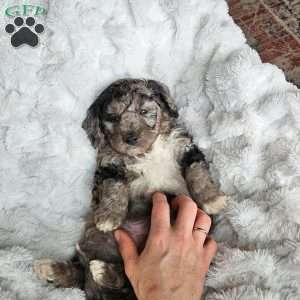 River F1B, Mini Aussiedoodle Puppy