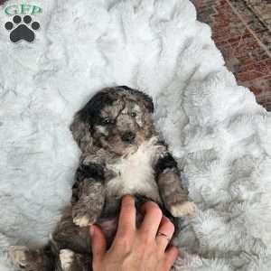 River F1B, Mini Aussiedoodle Puppy