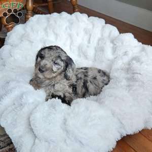 River F1B, Mini Aussiedoodle Puppy
