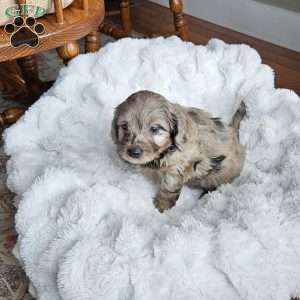 Cloud F1B, Mini Aussiedoodle Puppy