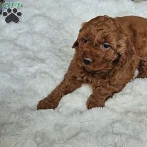 Luna F1B, Mini Goldendoodle Puppy