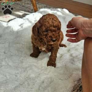 Red F1B, Mini Goldendoodle Puppy