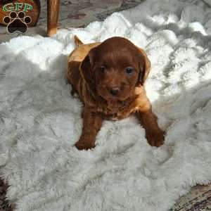 Lola F1B, Mini Goldendoodle Puppy