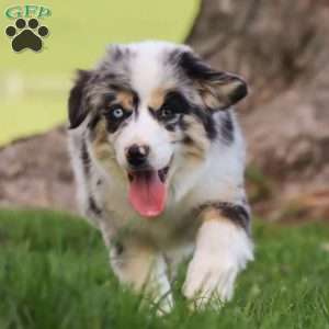 Laika, Miniature Australian Shepherd Puppy