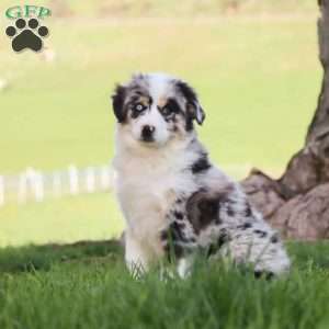 Laika, Miniature Australian Shepherd Puppy