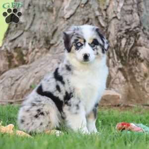 Laika, Miniature Australian Shepherd Puppy