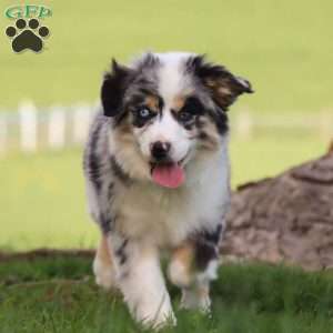 Laika, Miniature Australian Shepherd Puppy