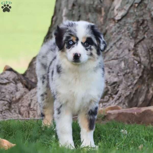 Laika, Miniature Australian Shepherd Puppy