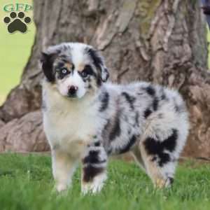 Laika, Miniature Australian Shepherd Puppy