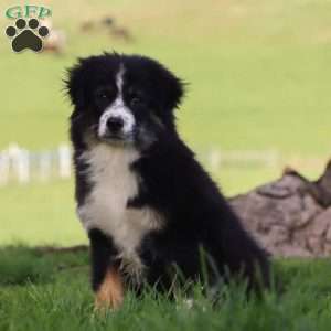 Largo, Miniature Australian Shepherd Puppy