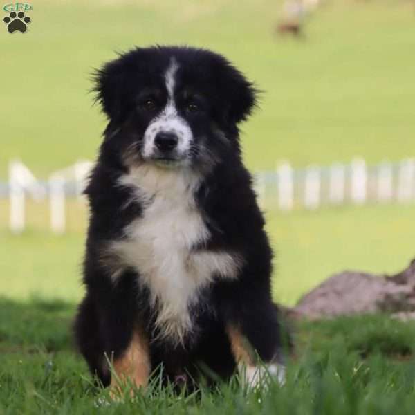 Largo, Miniature Australian Shepherd Puppy