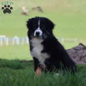 Largo, Miniature Australian Shepherd Puppy
