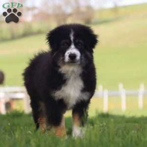 Largo, Miniature Australian Shepherd Puppy