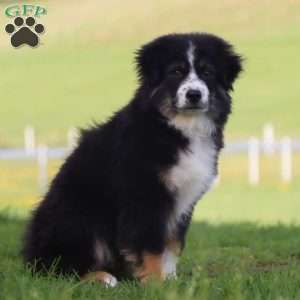Largo, Miniature Australian Shepherd Puppy