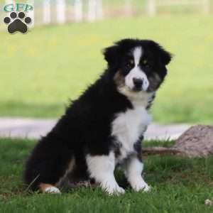 Lane, Miniature Australian Shepherd Puppy