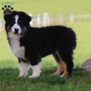 Lane, Miniature Australian Shepherd Puppy