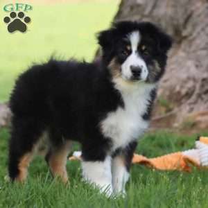 Lane, Miniature Australian Shepherd Puppy