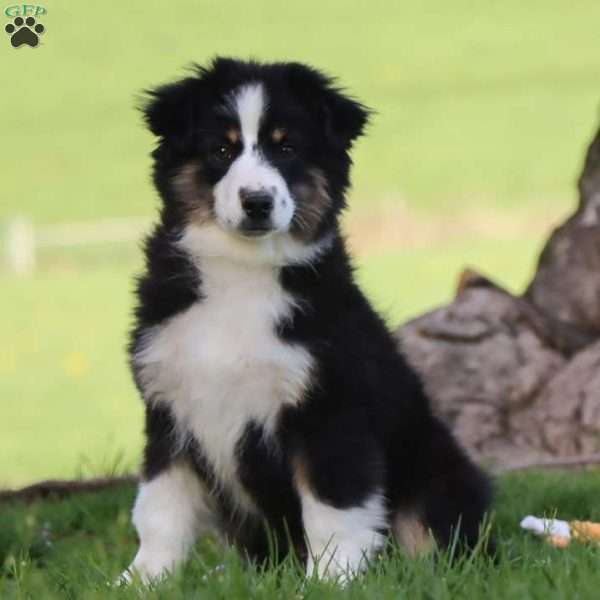 Lane, Miniature Australian Shepherd Puppy