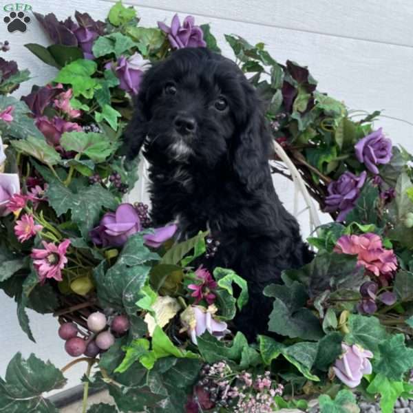 Bash, Cavapoo Puppy