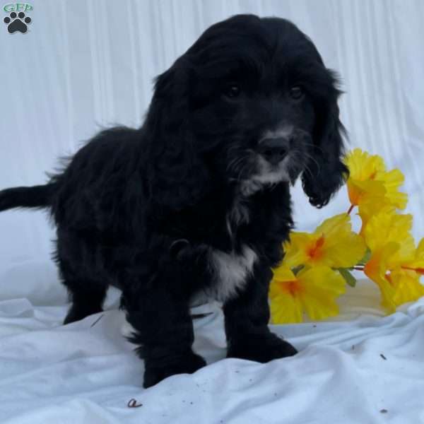 Hunter, Cavapoo Puppy