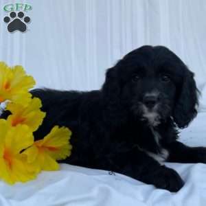 Hunter, Cavapoo Puppy
