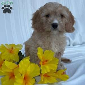 Teddy, Cavapoo Puppy
