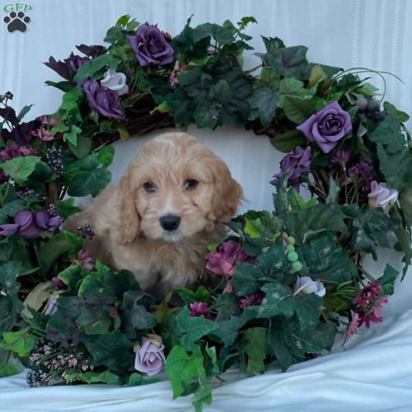 Prince, Cavapoo Puppy