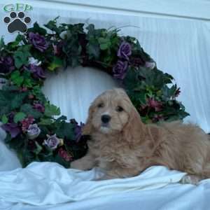 Prince, Cavapoo Puppy