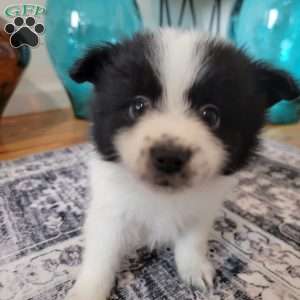Checkers, Pomeranian Puppy