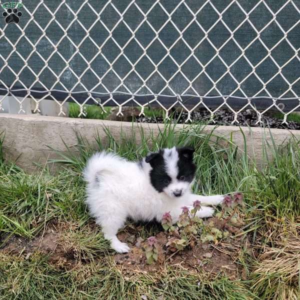 Checkers, Pomeranian Puppy