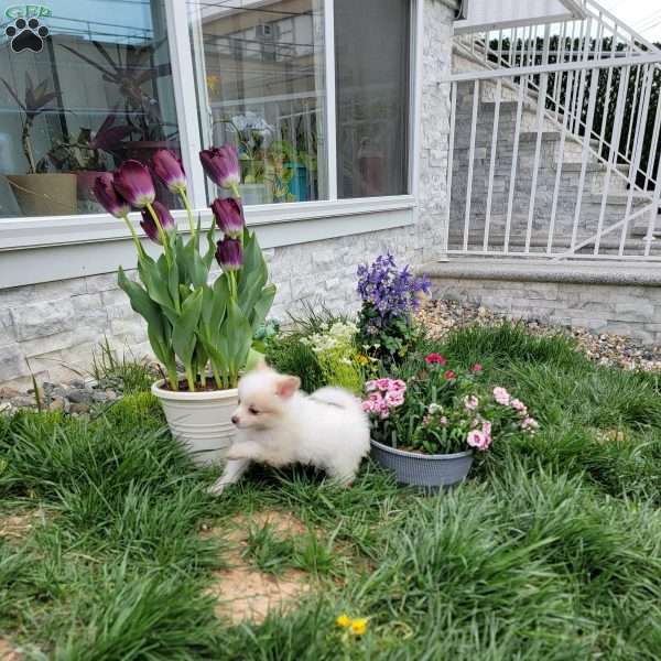 Snowy Link, Pomeranian Puppy