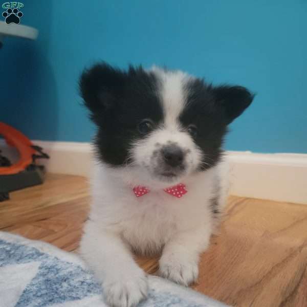 Checkers, Pomeranian Puppy