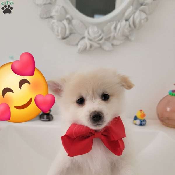 Polar bear Marshmellow, Pomeranian Puppy