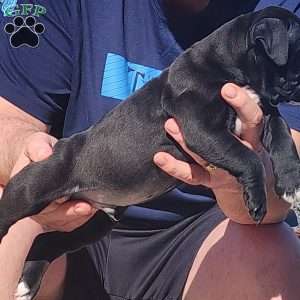 Astro, Olde English Bulldogge Puppy