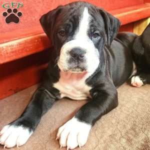 Bolt, Olde English Bulldogge Puppy