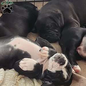 Bolt, Olde English Bulldogge Puppy