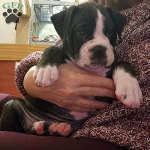 Bolt, Olde English Bulldogge Puppy