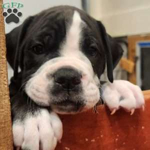 Bolt, Olde English Bulldogge Puppy